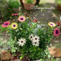 オステオスペルマム,寄せ植え,可愛い,お庭のお花の画像
