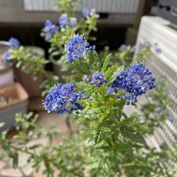 セアノサス,花木,青い花の画像