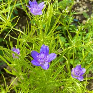 ニゲラ,初心者,可愛い,紫の花,青い花の画像
