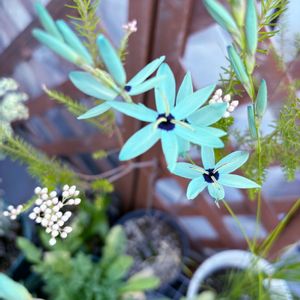 イキシア,イキシア ビリディフローラ,青い花,春のお花,バルコニーの画像