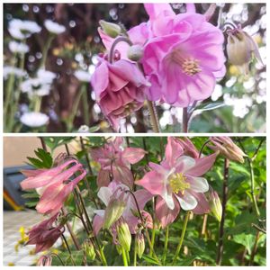 西洋オダマキ,花のある暮らし,ビンクの花♡,小さな庭の画像