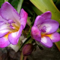 キュウリグサ,フリージア,小さな花,香る花,心に笑顔の花をの画像