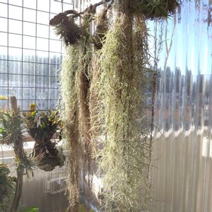 ブロメリア,着生植物,珍奇植物,ティランジア属,珍しい植物の画像