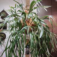 ビカクシダ,観葉植物, コウモリラン の画像