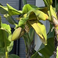 バナナ,バナナの花,熱帯植物,おでかけ先の画像