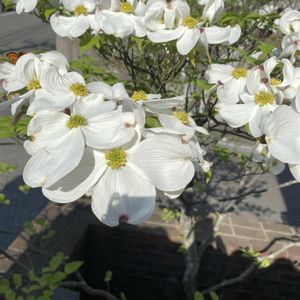 ハナミズキ(白),白い花,花のある暮らし,咲いてくれてありがとう❤,復興を祈るの画像