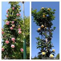 スパニッシュビューティー,つるバラ,鶴舞公園,ピンクの薔薇の画像