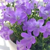 ベルフラワー,オトメギキョウ(ベルフラワー),紫の花,Happiness♡♡,いつもありがとう❤の画像