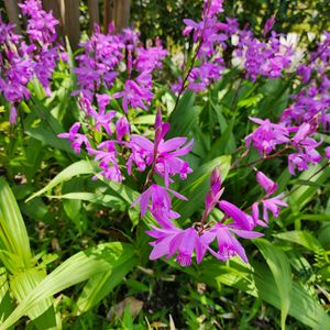 シラン,紫蘭,日本庭園,お出掛け先,名古屋市の画像