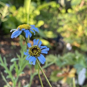 キングフィッシャー デージー,ガーデニング,庭の花,青い花,花が好きの画像
