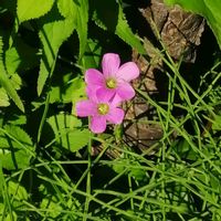 ムラサキカタバミ,ムラサキカタバミ（紫片喰）,ピンクの花の画像