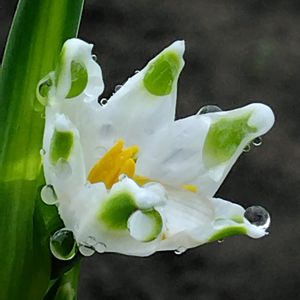 スノーフレーク,我が家の花壇,雨上がり,お花は癒し♡,雫・雨粒✽の画像