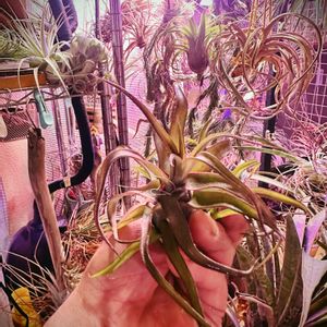 エアプランツ,チランジア属,室内,ブロメリア科,植物のある暮らしの画像
