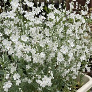 オンファロデス,かわいい,プランター,白い花,種まきっ子の画像