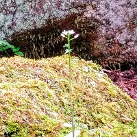 タネツケバナ,定義山　西方寺,白い花,野の花の画像