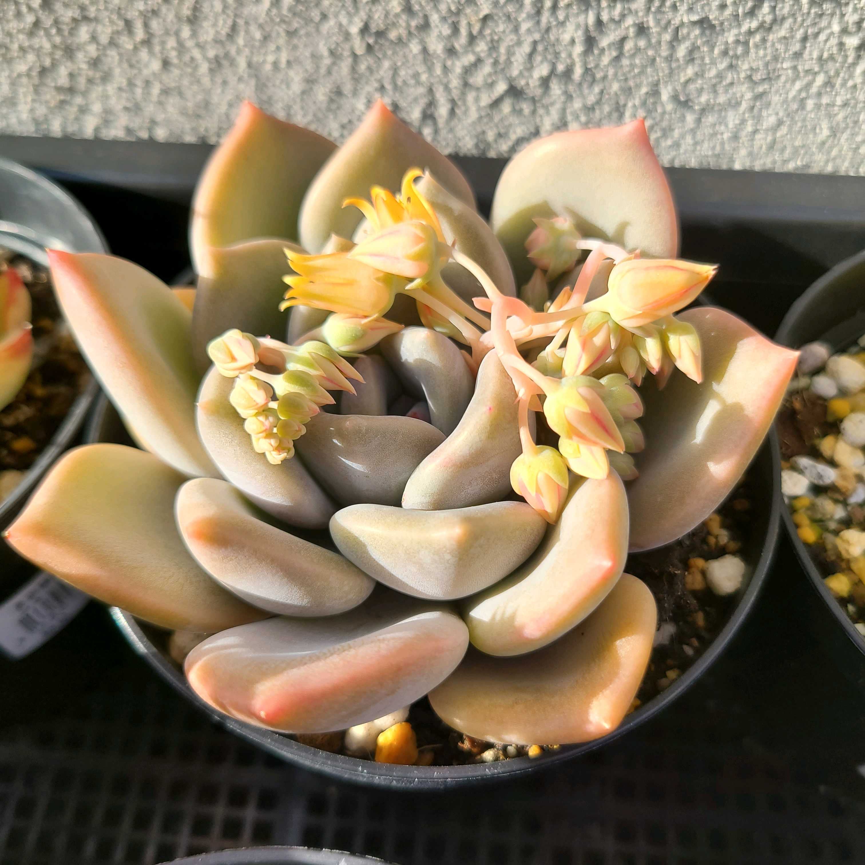 ライラックワンダーの成長記録💗🧡｜🍀GreenSnap（グリーンスナップ）