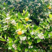 キンカン,金柑,金柑の木,キンカンの花,#ガーデニングの画像