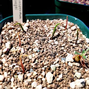 ペラルゴニウム・アッペンディクラツム,エリオスペルマム ドレゲイ,実生,種子から育てる,休眠の画像