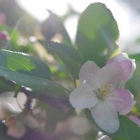 リンゴ,リンゴの花,家庭果樹,ミラーレス一眼,夜中にこっそりの画像