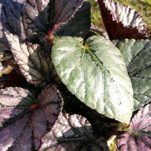 レックスベゴニア,赤ジソ,観葉植物,100均の画像