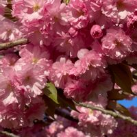 八重桜,公園,多肉男子,⭐️星作り名人,GS 7年生の画像