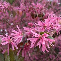 ベニバナトキワマンサク,京都府立植物園,木曜は木の花,木曜は桃色,好き好き大す木♡の画像