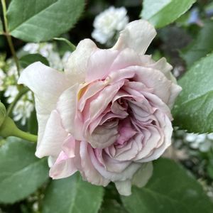 バラ  カラーオブジュピター,開花,ヤジマローゼス,矢島 成浩,小さな庭の画像