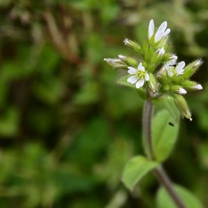 オランダミミナグサ,小さな花,雑草,自然観察,白い花の画像