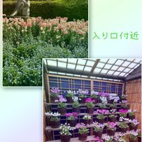 オキナグサ,クロホオズキ,ピンクの花,iPhone撮影,神代植物公園の画像