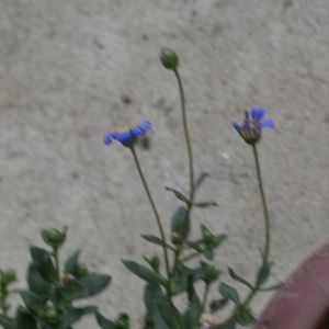 青い花マニア,チーム・ブルー,チーム・ブルーNo.102,Juneの会,秘密の花園♡の画像