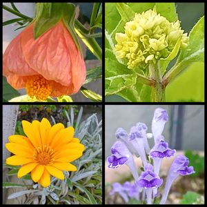 鉢植え,花のある暮らし,宿根ガザニア,タツナミソウ♪,山紫陽花 伊予獅子手毬の画像