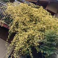 モッコウバラ,観葉植物,グリーンのある暮らし,黄色の花,GSのみなさんに感謝♡の画像
