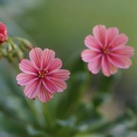 レウィシア,ガーデニング,可愛い,ピンク,花のある暮らしの画像