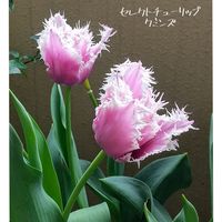 チューリップ　クミンズ,ベランダガーデン,花のある暮らし,フリンジ咲きチューリップの画像