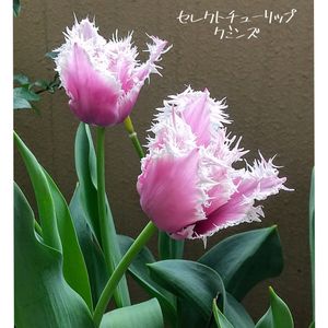 チューリップ　クミンズ,ベランダガーデン,花のある暮らし,フリンジ咲きチューリップの画像