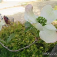 ハナミズキ,花かんざし,シレネピンクパンサー,今日の花,寄り道散歩の画像