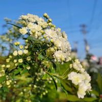 アザレア,ガイラルディア,カレンデュラ・コーヒークリーム,八重咲きコデマリ,春菊のお花の画像