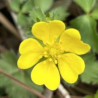 ヒトリシズカ,エイザンスミレ,ミツバツチグリ,山野草,福島 霊山の画像