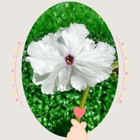 パンジー,日本サクラソウ,山野草,花のある暮らし,お花大好き♡の画像