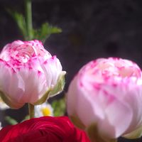ラナンキュラス,花のある暮らし,癒しの植物,可愛い花,おうち園芸の画像