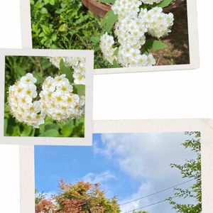 超古民家と庭,里地里山,おうち園芸,I♡Chiba,広い庭の画像