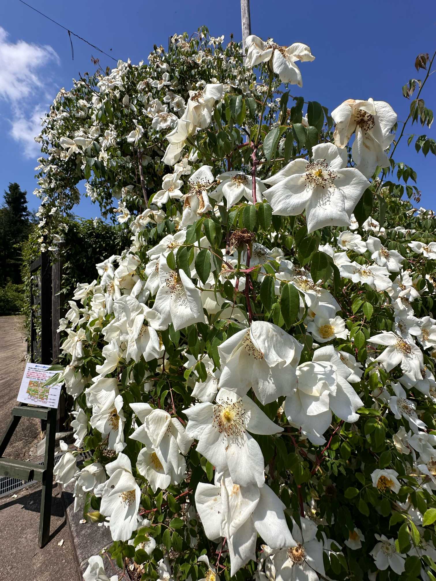 シンプルな”原種のバラ(Sp)”が一足先に咲き始めた浜寺公園バラ園です