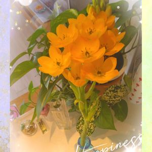 オニソガラム,黄色いお花,金曜日は蕾の日,札幌から,キッチンの画像
