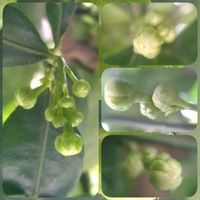 グレープフルーツ,種から,金曜日の蕾たちの画像