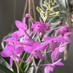 アスコセントラム,沖縄に咲く花,ベランダの画像