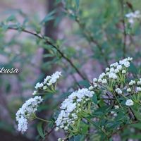 コデマリ,モミジ,モミジ,八重咲きコデマリ,木の花の画像