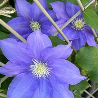 クレマチス,クレマチス HFヤング,クレマチス HFヤング,咲いてくれてありがとう❤,青い花マニアの画像