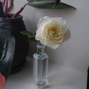フィロデンドロン属,バラ・ミニバラ,ばら バラ 薔薇の画像