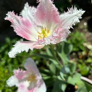 チューリップ フリンジ咲き,花のある暮らし,富山支部,繋がりに感謝✨,ウクライナに平和をの画像