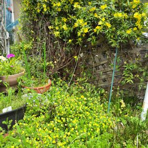 カロライナジャスミン,クスダマツメクサ,地植え,我が家の庭,かわいい花の画像